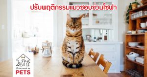 แมวชอบข่วนโซฟา ปรับพฤติกรรมอย่างไร