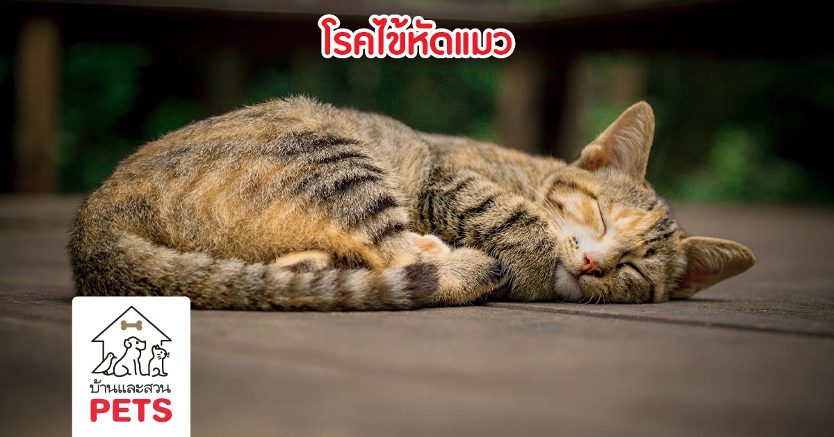 โรคไข้หัดแมว, อาการโรคไข้หัดแมว, แมวซึมและอาเจียน