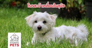 สุนัขเดินยกขา หรือท่าทางการเดินผิดปกติ อาจกำลังมีปัญหาสะบ้าเคลื่อน