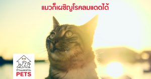 โรคลมแดดในแมว โรคที่มาพร้อมอากาศร้อน