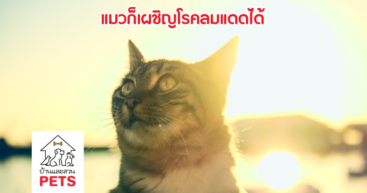 โรคลมแดดในแมว โรคที่มาพร้อมอากาศร้อน