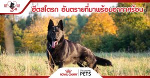 อาการหอบเหนื่อย และหายใจเร็ว สัญญาณของโรคฮีตสโตรก