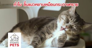 ทำไม ลิ้นของแมว หยาบเหมือนกระดาษทราย