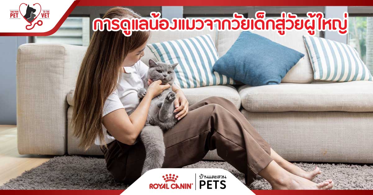 วิธีเลี้ยงแมว, เลี้ยงแมว, อาหารแมว royal canin, อาหารแมว