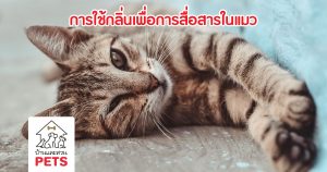 แมวใช้กลิ่นสื่อสาร อย่างไร