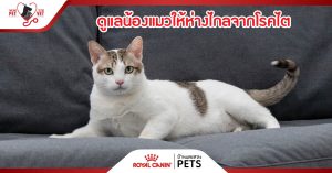ดูแลน้องแมว อย่างไร ให้ห่างไกลจากโรคไต