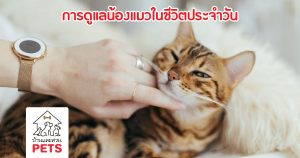 ดูแลน้องแมว อย่างไร ในแต่ละวัน