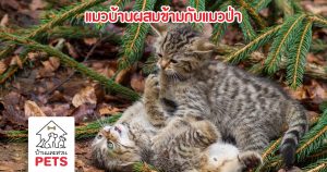 แมวบ้าน ผสมข้ามสายพันธุ์กับ แมวป่า เพิ่มความเสี่ยงต่อการสูญพันธุ์