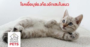 โรคติดต่อในแมว : โรคเยื่อบุช่องท้องอักเสบ