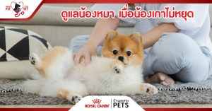 น้องหมาเกา บ่งบอกถึงอะไรได้บ้าง