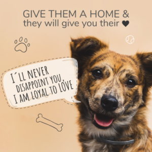 โกลเด้น รีทรีฟเวอร์ (Golden Retriever)
